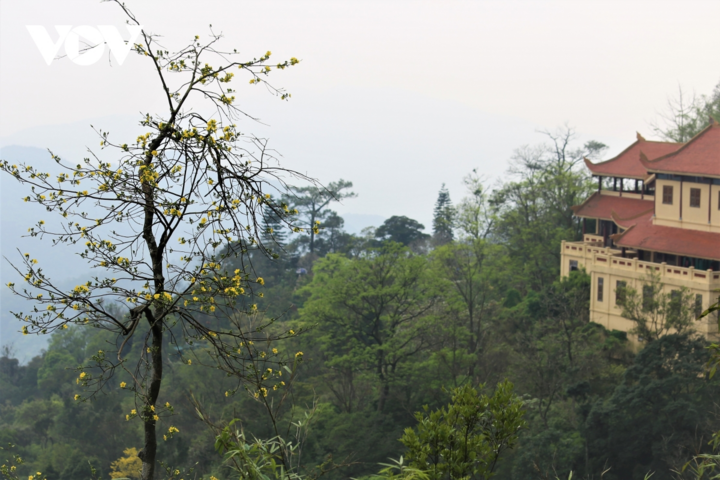 Ảnh: Hoa mai vàng khoe sắc trên núi thiêng Yên Tử - 8