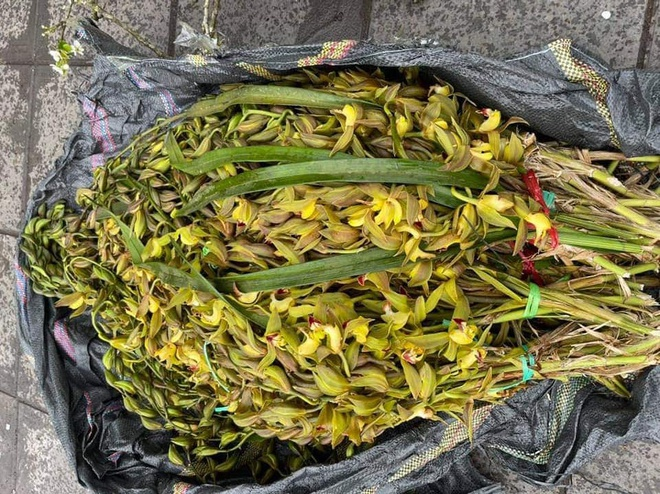 7.000 đồng một cành địa lan kiếm Trần Mộng - 1