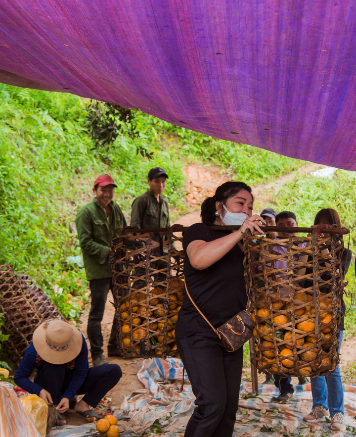 Ảnh hưởng của dịch COVID-19, hàng ngàn tấn cam sành Hàm Yên chờ giải cứu - 2