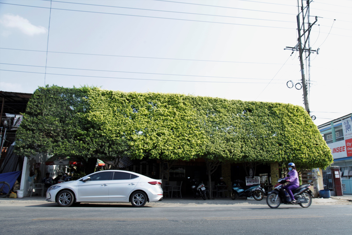 Quán cà phê tạo hình bằng cây si, không cần điều hoà vẫn mát rượi - 1