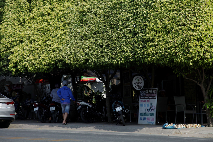 Quán cà phê tạo hình bằng cây si, không cần điều hoà vẫn mát rượi - 8