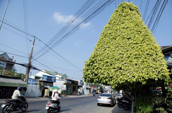 Quán cà phê tạo hình bằng cây si, không cần điều hoà vẫn mát rượi - 3