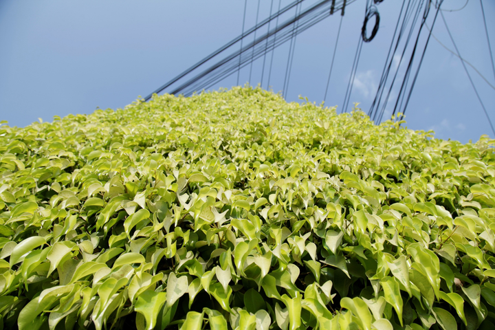 Quán cà phê tạo hình bằng cây si, không cần điều hoà vẫn mát rượi - 7