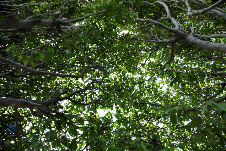 Quán cà phê tạo hình bằng cây si, không cần điều hoà vẫn mát rượi - 4