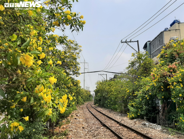 Ảnh: Hoa huỳnh liên vàng rực dưới nắng Sài Gòn - 1