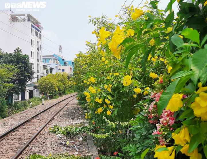 Ảnh: Hoa huỳnh liên vàng rực dưới nắng Sài Gòn - 2