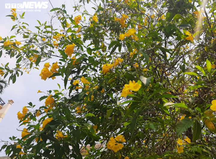 Ảnh: Hoa huỳnh liên vàng rực dưới nắng Sài Gòn - 7