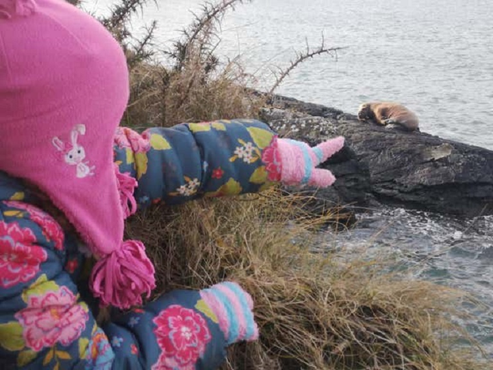 Ngủ quên trên tảng băng trôi, hải mã trôi dạt từ Bắc Cực tới Ireland - 1