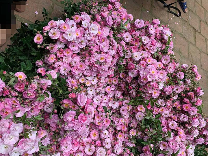 Khách đổ xô mua, hoa dại thôn quê đột ngột đắt hàng - 4