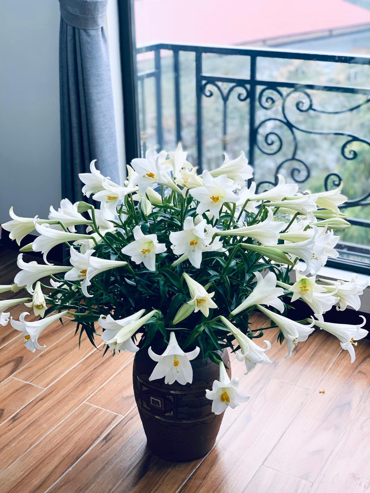 Hoa loa kèn đầu mùa vừa đắt vừa hiếm, chị em Hà Nội vẫn tới tấp lùng mua - 2