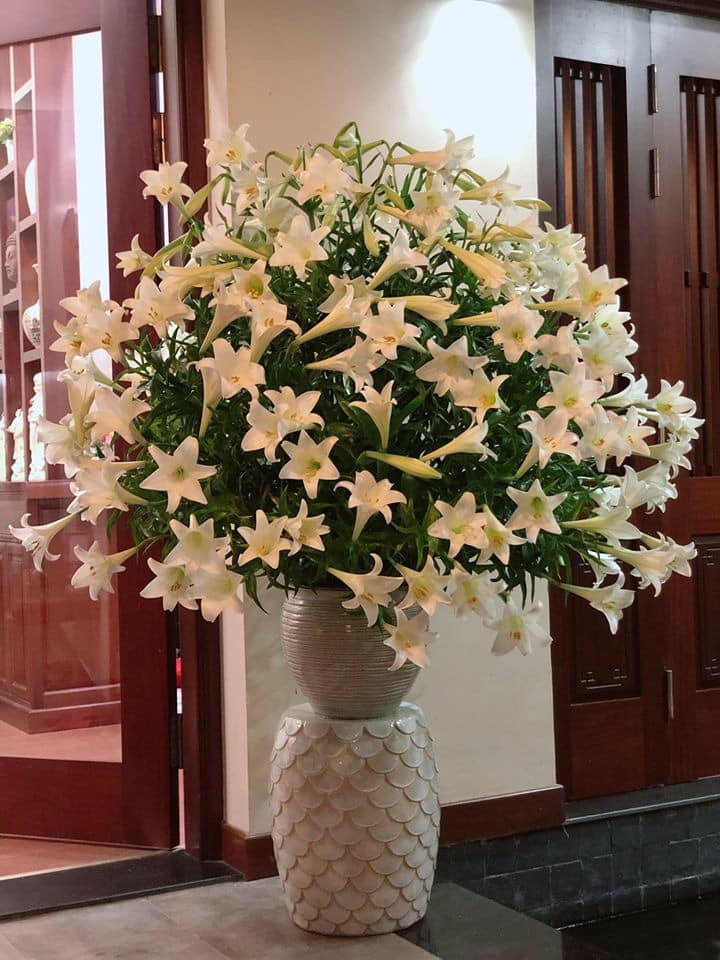 Hoa loa kèn đầu mùa vừa đắt vừa hiếm, chị em Hà Nội vẫn tới tấp lùng mua - 3