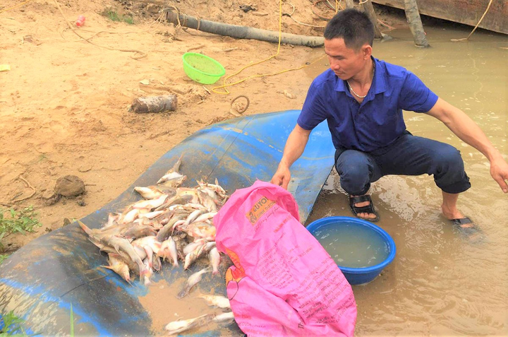 Tìm nguyên nhân cá chết bất thường trên sông ở Nghệ An - 1