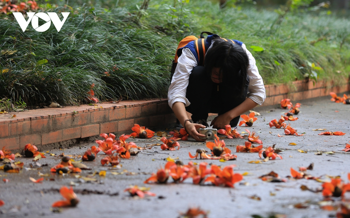 Ảnh: Hà Nội nên thơ với sắc đỏ hoa gạo - 10