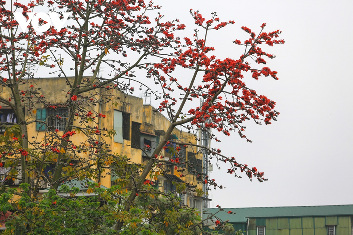 Ảnh: Hà Nội nên thơ với sắc đỏ hoa gạo - 13