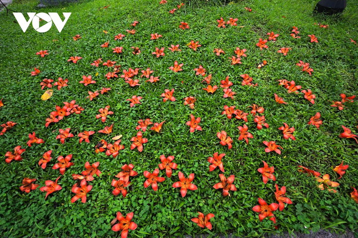 Ảnh: Hà Nội nên thơ với sắc đỏ hoa gạo - 18