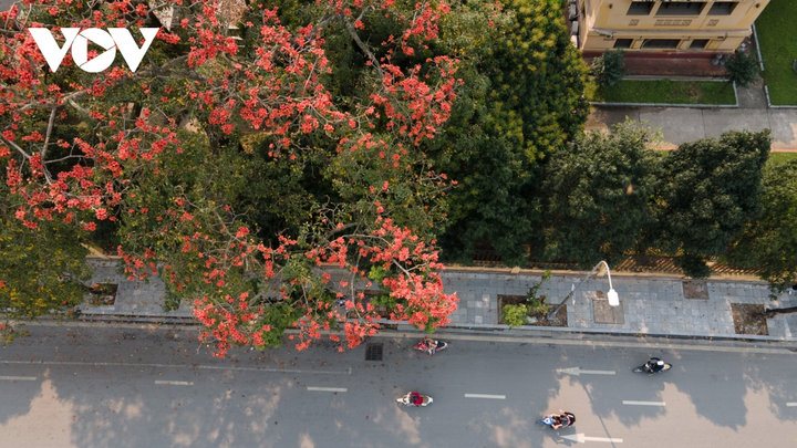 Ảnh: Hà Nội nên thơ với sắc đỏ hoa gạo - 6
