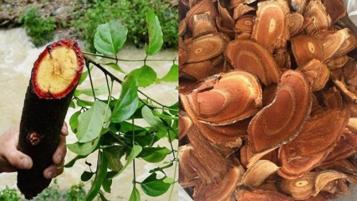 GUMI S - Bước đột phá mới trong hỗ trợ điều trị thoái hóa khớp - 2