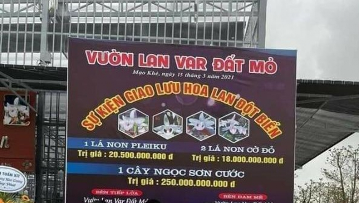 Làm rõ vụ mua bán lan đột biến hàng trăm tỷ đồng tại Quảng Ninh - 1