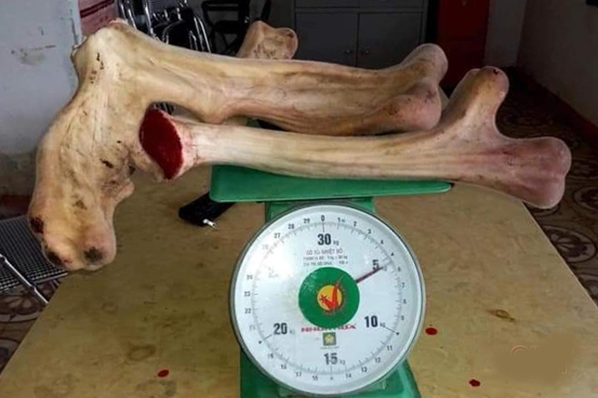 Cặp nhung hươu lớn chưa từng có ở Hà Tĩnh - 2