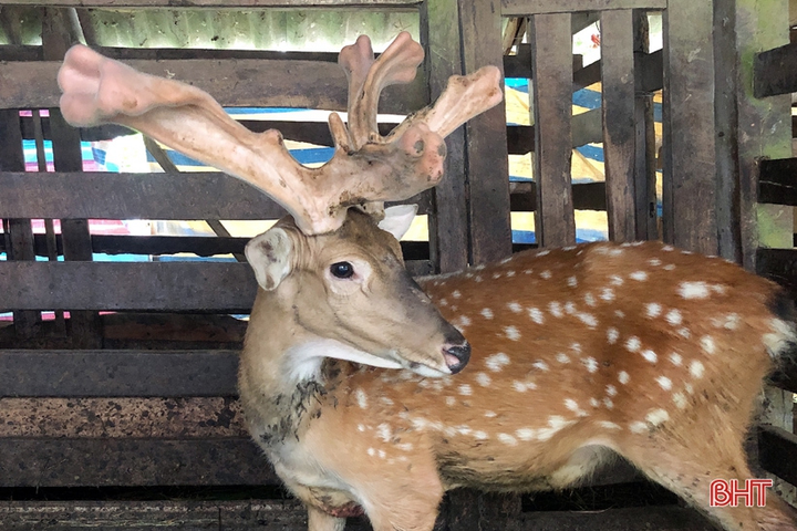 Cặp nhung hươu lớn chưa từng có ở Hà Tĩnh - 1