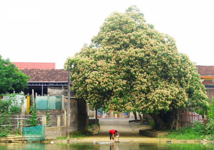 Ảnh: Mùa hoa bún nở rộ bên dòng sông Kiến Giang - 1