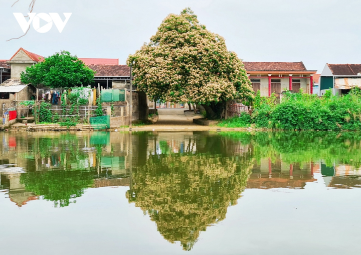 Ảnh: Mùa hoa bún nở rộ bên dòng sông Kiến Giang - 11