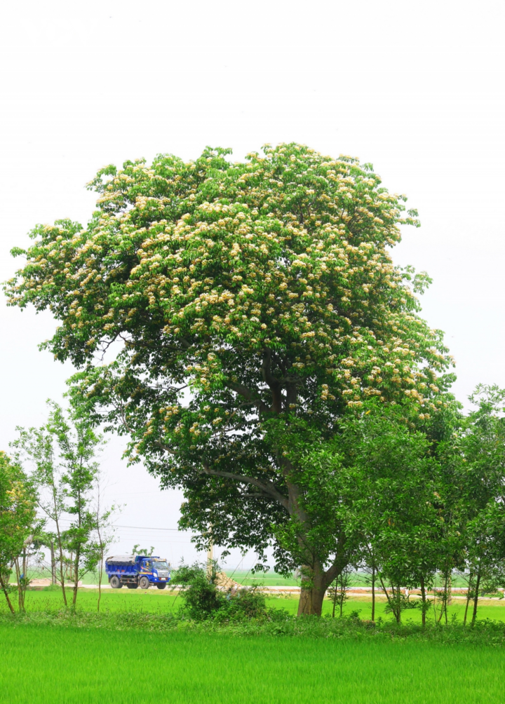 Ảnh: Mùa hoa bún nở rộ bên dòng sông Kiến Giang - 4