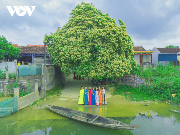 Ảnh: Mùa hoa bún nở rộ bên dòng sông Kiến Giang - 5
