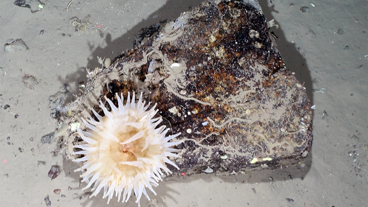 Phát hiện sinh vật biển Nam Cực 'bị mắc kẹt dưới băng' trong 50 năm - 1