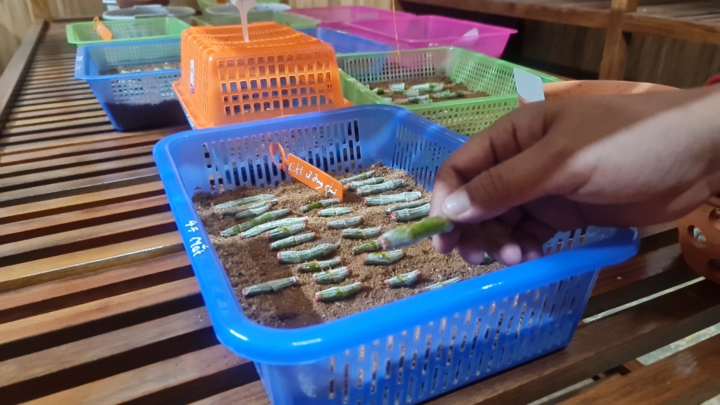 Giao dịch lan đột biến gần 300 tỷ đồng ở Quảng Ninh: Chủ vườn lên tiếng - 4