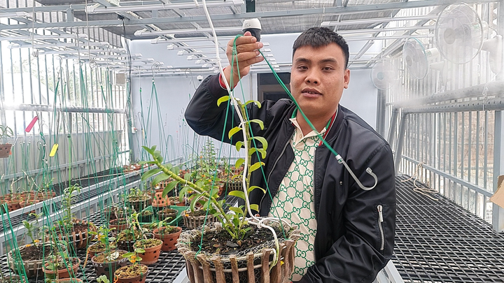 Giao dịch lan đột biến gần 300 tỷ đồng ở Quảng Ninh: Chủ vườn lên tiếng - 2