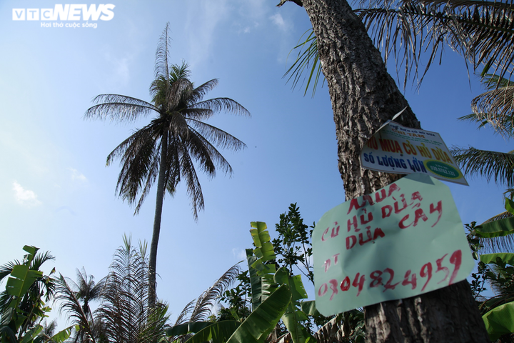 Ảnh: Sâu lạ tấn công thủ phủ dừa Bến Tre, nhiều nhà vườn tan hoang - 11