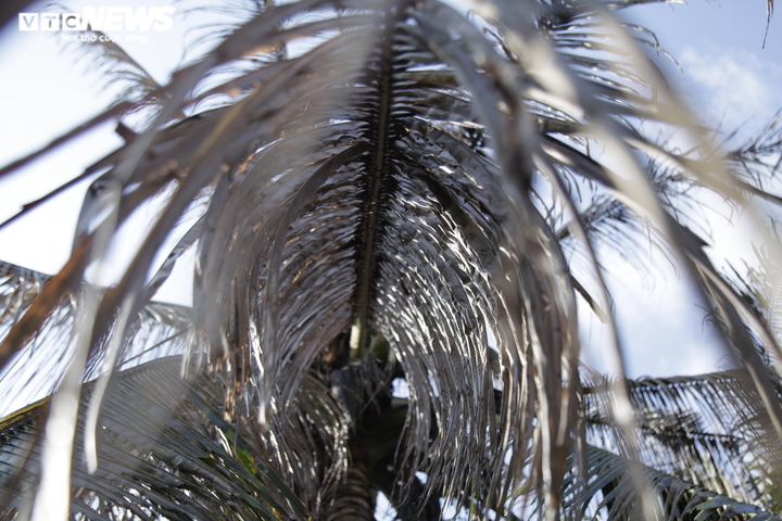 Ảnh: Sâu lạ tấn công thủ phủ dừa Bến Tre, nhiều nhà vườn tan hoang - 10