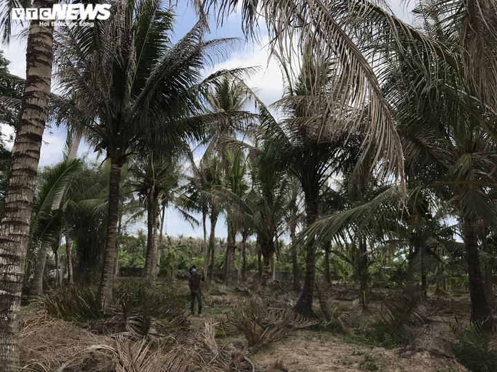 Ảnh: Sâu lạ tấn công thủ phủ dừa Bến Tre, nhiều nhà vườn tan hoang - 12