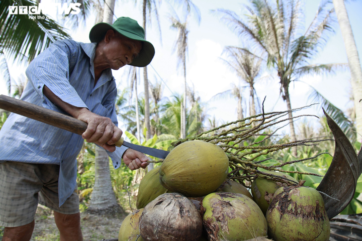 Ảnh: Sâu lạ tấn công thủ phủ dừa Bến Tre, nhiều nhà vườn tan hoang - 3