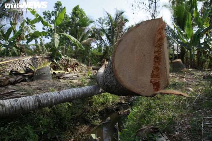 Ảnh: Sâu lạ tấn công thủ phủ dừa Bến Tre, nhiều nhà vườn tan hoang - 4