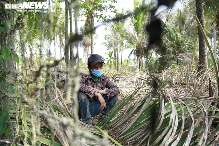 Ảnh: Sâu lạ tấn công thủ phủ dừa Bến Tre, nhiều nhà vườn tan hoang - 5