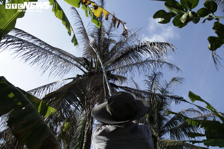 Ảnh: Sâu lạ tấn công thủ phủ dừa Bến Tre, nhiều nhà vườn tan hoang - 7