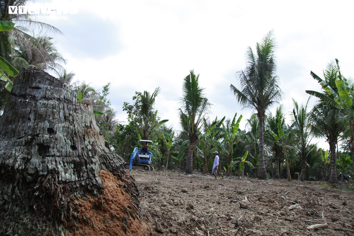 Ảnh: Sâu lạ tấn công thủ phủ dừa Bến Tre, nhiều nhà vườn tan hoang - 8