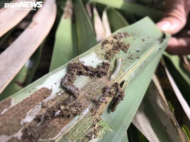 Ảnh: Sâu lạ tấn công thủ phủ dừa Bến Tre, nhiều nhà vườn tan hoang - 9