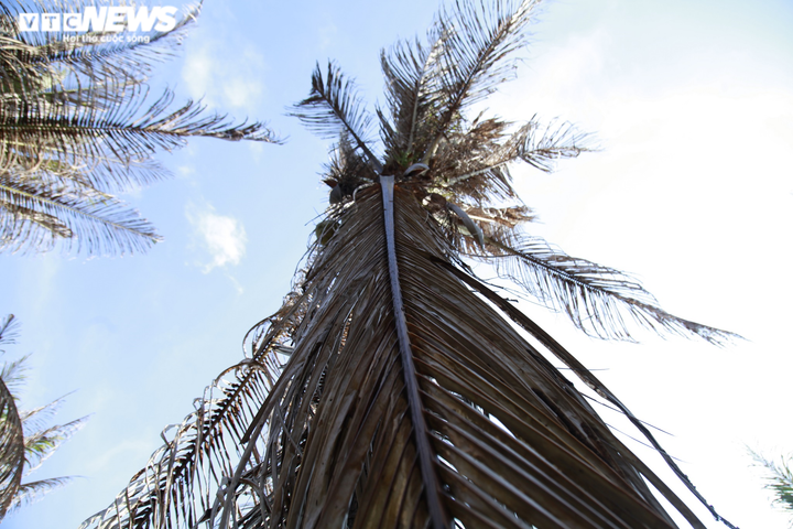 Ảnh: Sâu lạ tấn công thủ phủ dừa Bến Tre, nhiều nhà vườn tan hoang - 2