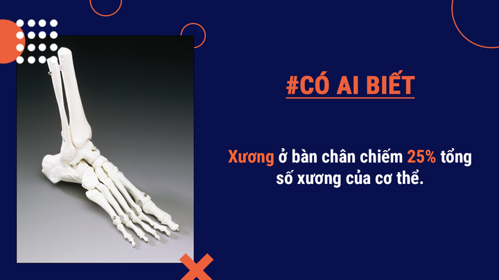 Bạn có biết: Lượng mồ hôi tiết ra ở bàn chân mỗi ngày có thể lên tới 0,2 lít - 2