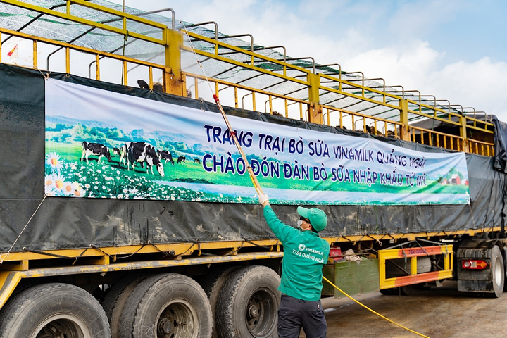 Vinamilk nhập khẩu hơn 2.100 bò sữa HF thuần chủng từ Mỹ về trang trại mới - 3