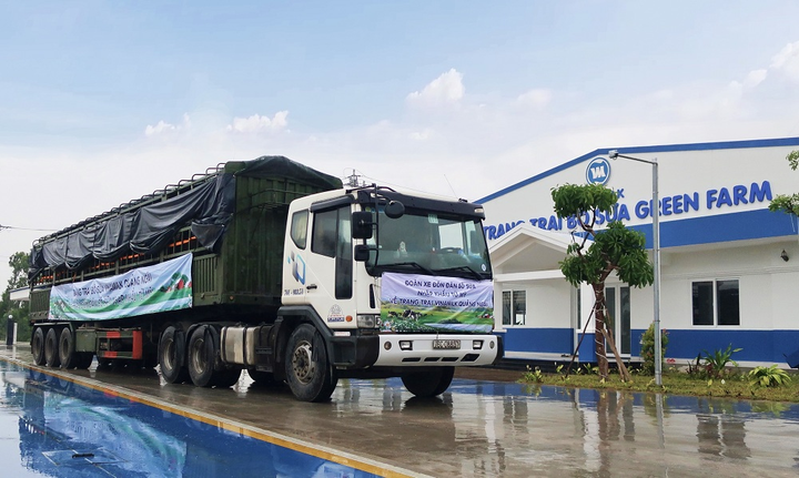 Vinamilk nhập khẩu hơn 2.100 bò sữa HF thuần chủng từ Mỹ về trang trại mới - 4