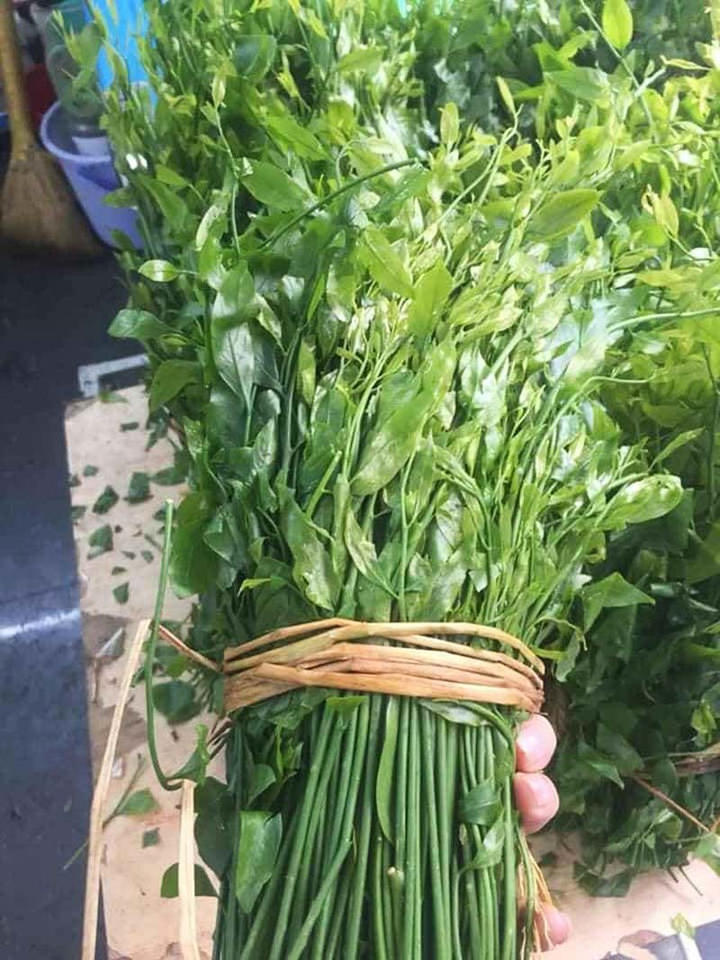 Món rau lạ trên rừng về Hà Nội, 200 nghìn/kg vẫn ‘cháy hàng’ - 2