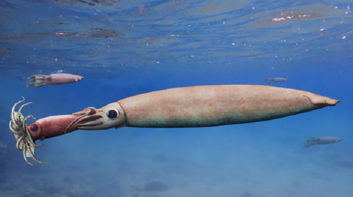 Quá phấn khích khi săn mồi thành công, mực ma cà rồng vô tình chết ngạt - 1