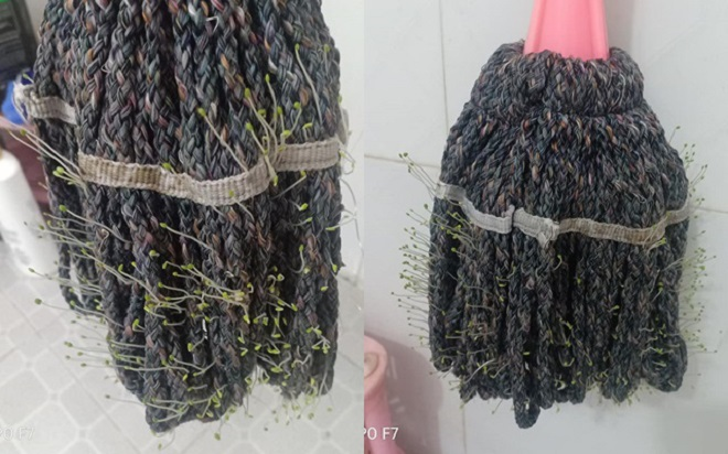 Hậu quả của pha ở bẩn đến không tin được: Nấm mọc thành chùm, cây cỏ nảy mầm - 3