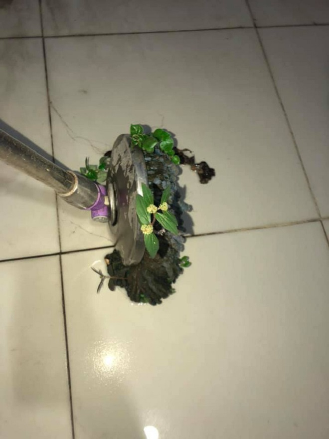 Hậu quả của pha ở bẩn đến không tin được: Nấm mọc thành chùm, cây cỏ nảy mầm - 6