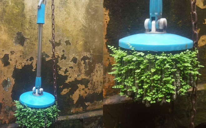 Hậu quả của pha ở bẩn đến không tin được: Nấm mọc thành chùm, cây cỏ nảy mầm - 5