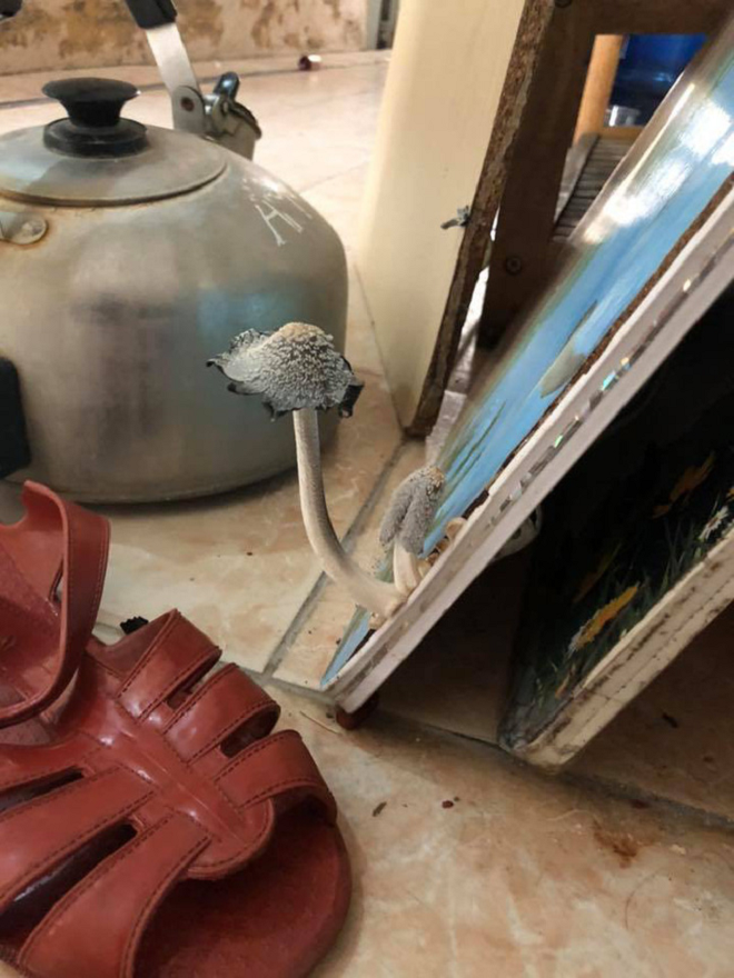 Hậu quả của pha ở bẩn đến không tin được: Nấm mọc thành chùm, cây cỏ nảy mầm - 7